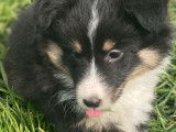 4 chiots Bergers des Shetland tricolores LOF &agrave; vendre