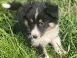 4 chiots Bergers des Shetland tricolores LOF &agrave; vendre