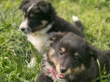 4 chiots Bergers des Shetland tricolores LOF &agrave; vendre