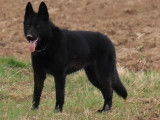 Un chiot femelle Berger Allemand LOF fauve charbonn&eacute; &agrave; vendre
