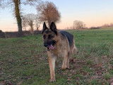 Une chienne Berger Allemand LOF de 6 ans fauve charbonné à vendre