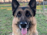 Une chienne Berger Allemand LOF de 6 ans fauve charbonné à vendre