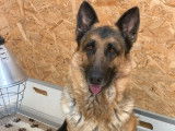 Une chienne Berger Allemand LOF de 6 ans fauve charbonné à vendre