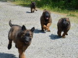 À réserver : 4 chiots Bergers Belges Tervueren LOF fauve charbonné