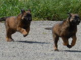 À réserver : 4 chiots Bergers Belges Tervueren LOF fauve charbonné
