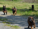 À réserver : 4 chiots Bergers Belges Tervueren LOF fauve charbonné