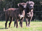 10 chiots Canes Corso LOF à réserver, noir bringé ou gris