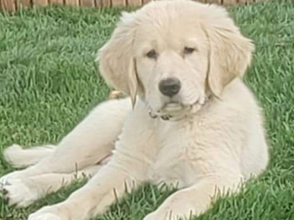 Golden croisé Labrador à vendre Petite Annonce chien