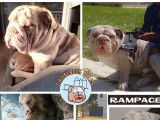 Rampage, Bulldog Anglais lilac merle ouvert aux saillies