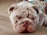 Rampage, Bulldog Anglais lilac merle ouvert aux saillies