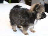 Chiot Spitz mâle à vendre