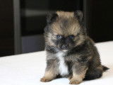 Chiot Spitz mâle à vendre