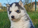 Des chiots Huskies non LOF au pelage gris et blanc à acheter