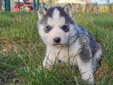 Des chiots Huskies non LOF au pelage gris et blanc à acheter