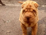 2 chiots Shar-Peïs LOF disponibles fauve ou beige