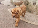 2 chiots Shar-Peïs LOF disponibles fauve ou beige