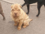 2 chiots Shar-Peïs LOF disponibles fauve ou beige