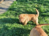 2 chiots Shar-Peïs LOF disponibles fauve ou beige