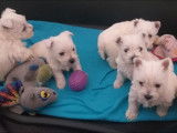 3 chiots mâles Westies blancs non LOF à acheter