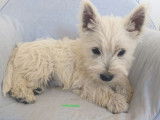 3 chiots mâles Westies blancs non LOF à acheter