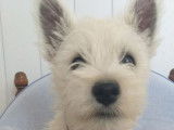 3 chiots mâles Westies blancs non LOF à acheter