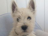 3 chiots mâles Westies blancs non LOF à acheter
