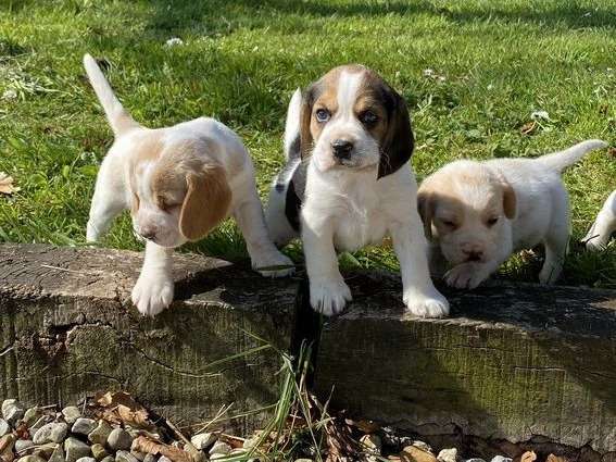 Des chiots Beagles LOF disponibles, mâles et femelles
