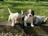 Des chiots Beagles LOF disponibles, mâles et femelles