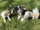 Des chiots Beagles LOF disponibles, mâles et femelles