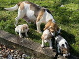 Des chiots Beagles LOF disponibles, mâles et femelles