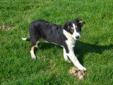 Chiots de type Border Collie &agrave; vendre (3 m&acirc;les)