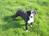 Chiots de type Border Collie &agrave; vendre (3 m&acirc;les)