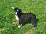 Chiots de type Border Collie &agrave; vendre (3 m&acirc;les)