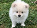 À vendre : 2 chiots Spitz Allemands non LOF, 1 mâle, 1 femelle