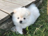 À vendre : 2 chiots Spitz Allemands non LOF, 1 mâle, 1 femelle