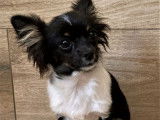 Un chiot Chihuahua non LOF mâle bicolore disponible à l'achat