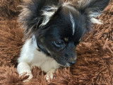 Un chiot Chihuahua non LOF mâle bicolore disponible à l'achat