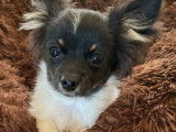 Un chiot Chihuahua non LOF mâle bicolore disponible à l'achat