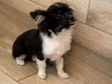 Un chiot Chihuahua non LOF mâle bicolore disponible à l'achat