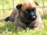 11 chiots Bergers Belges Malinois LOF fauve charbonné à réserver