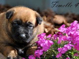 11 chiots Bergers Belges Malinois LOF fauve charbonné à réserver