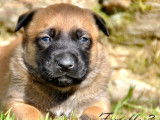 11 chiots Bergers Belges Malinois LOF fauve charbonné à réserver