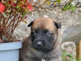 11 chiots Bergers Belges Malinois LOF fauve charbonné à réserver