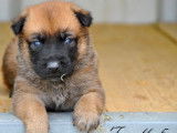 11 chiots Bergers Belges Malinois LOF fauve charbonné à réserver