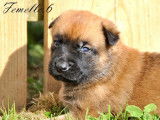 11 chiots Bergers Belges Malinois LOF fauve charbonné à réserver