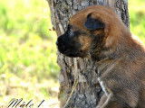 11 chiots Bergers Belges Malinois LOF fauve charbonné à réserver