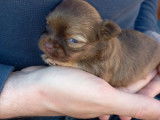 5 chiots femelles Chihuahuas non LOF à réserver