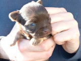 5 chiots femelles Chihuahuas non LOF à réserver