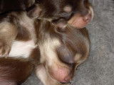 5 chiots femelles Chihuahuas non LOF à réserver