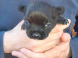 5 chiots femelles Chihuahuas non LOF à réserver